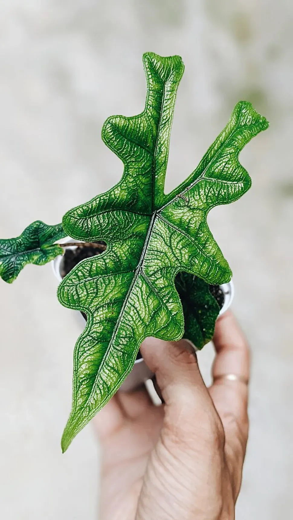 Alocasia Jacklyn - View 10 from www redcrocus com