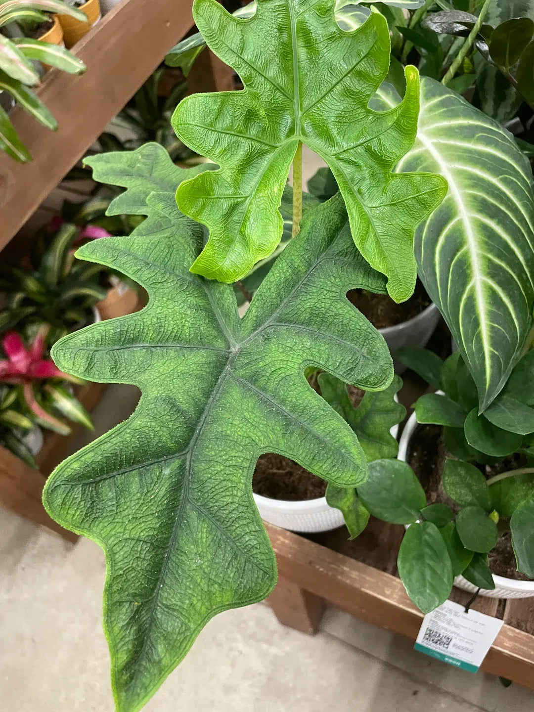Alocasia Jacklyn - View 12 from www redcrocus com