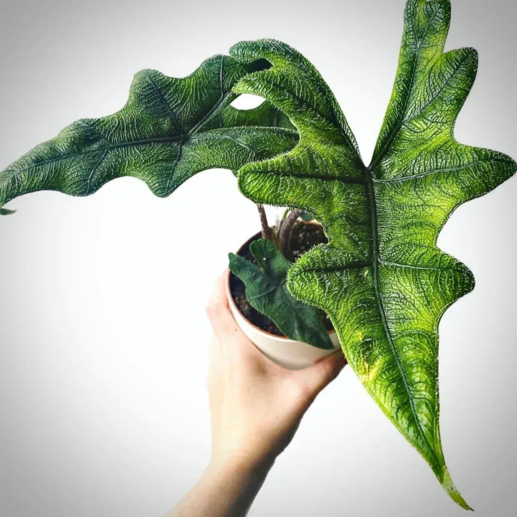 Alocasia Jacklyn - View 7 from www redcrocus com