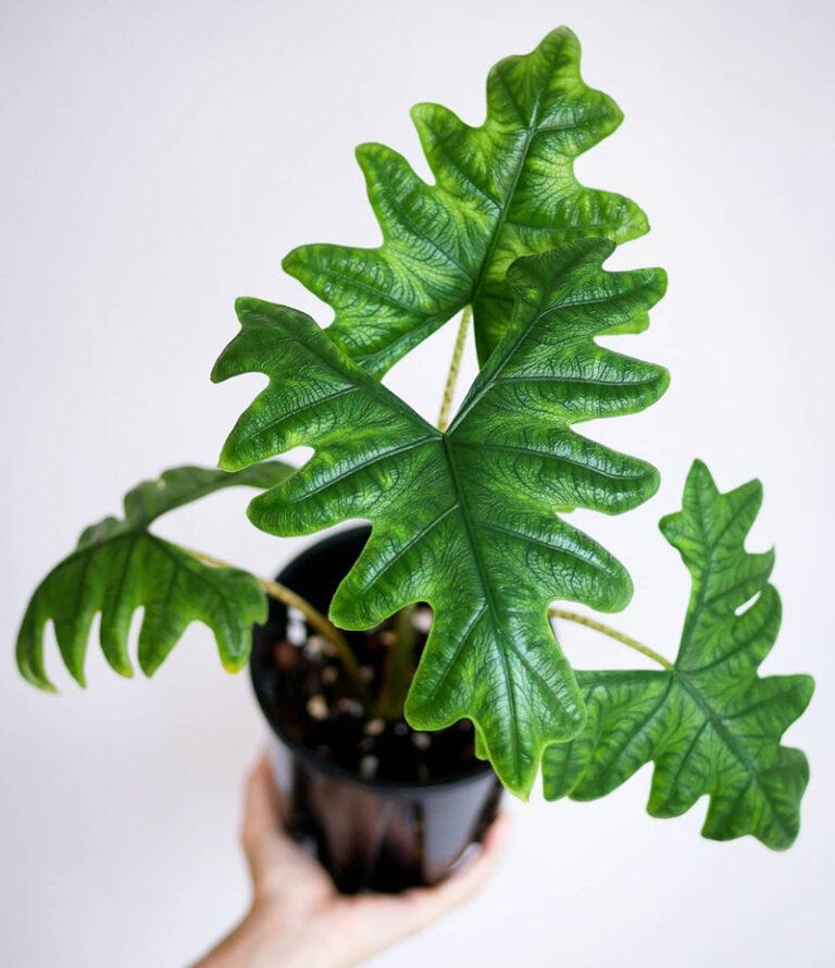 Alocasia Jacklyn - View 8 from www redcrocus com