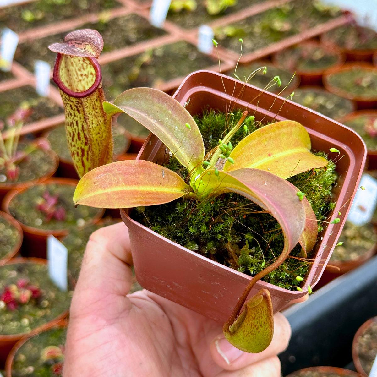 Nepenthes Miranda - View 10 from www redcrocus com