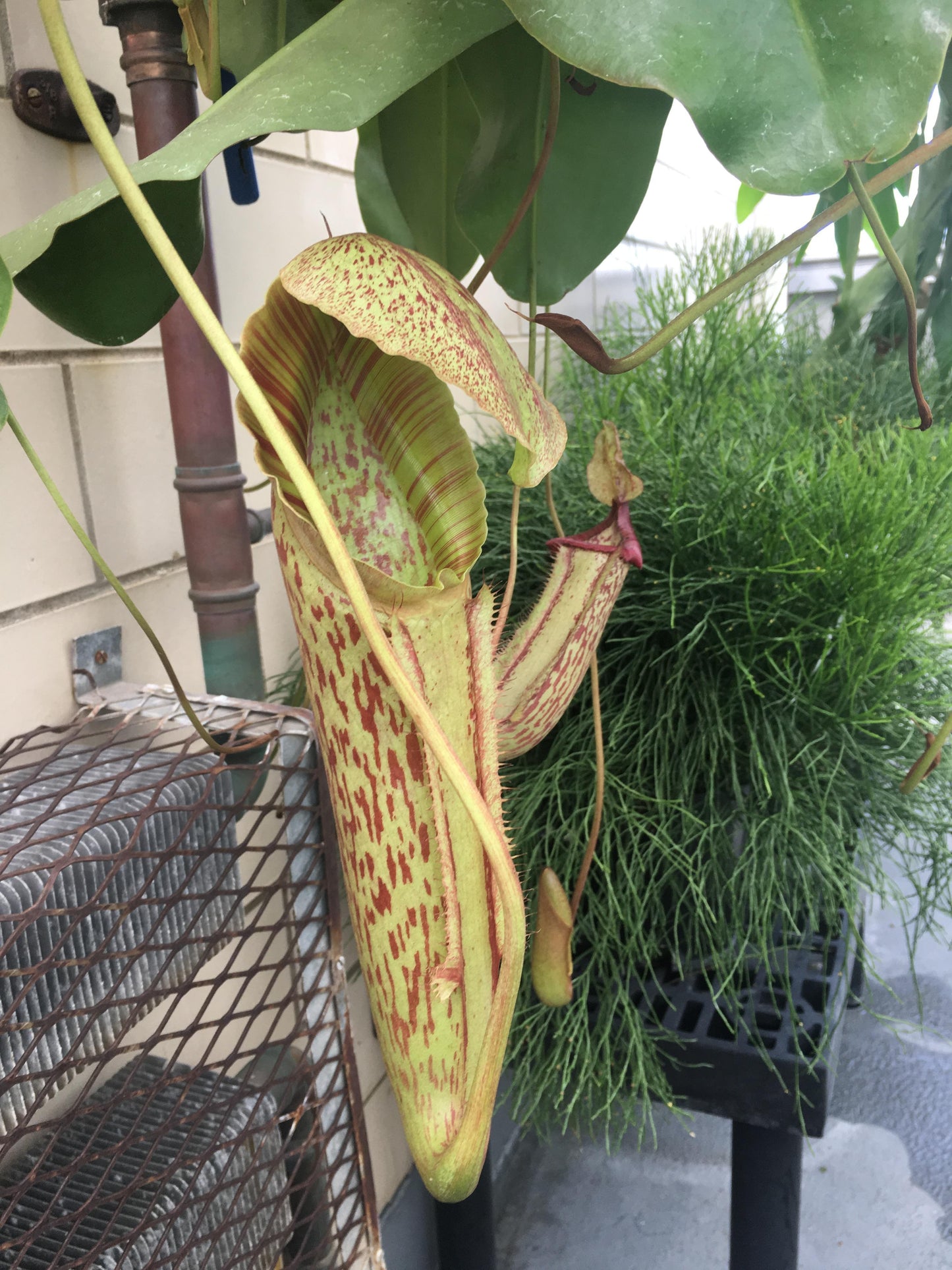 Nepenthes Miranda - View 12 from www redcrocus com