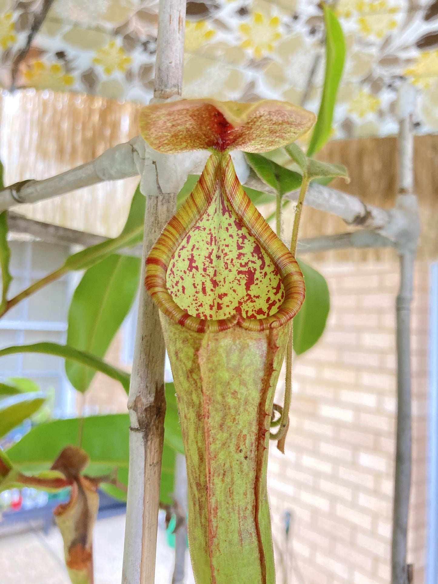 Nepenthes Miranda - View 13 from www redcrocus com