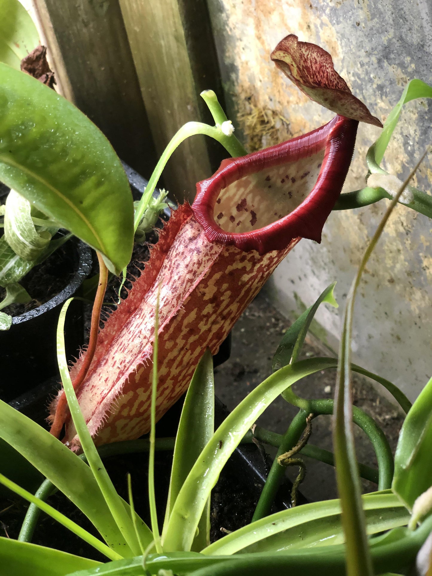 Nepenthes Miranda - View 15 from www redcrocus com