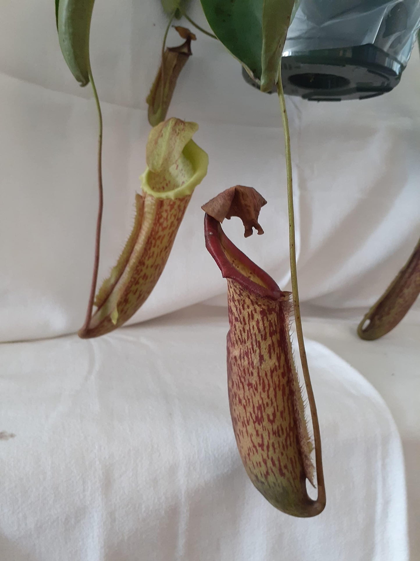 Nepenthes Miranda - View 16 from www redcrocus com