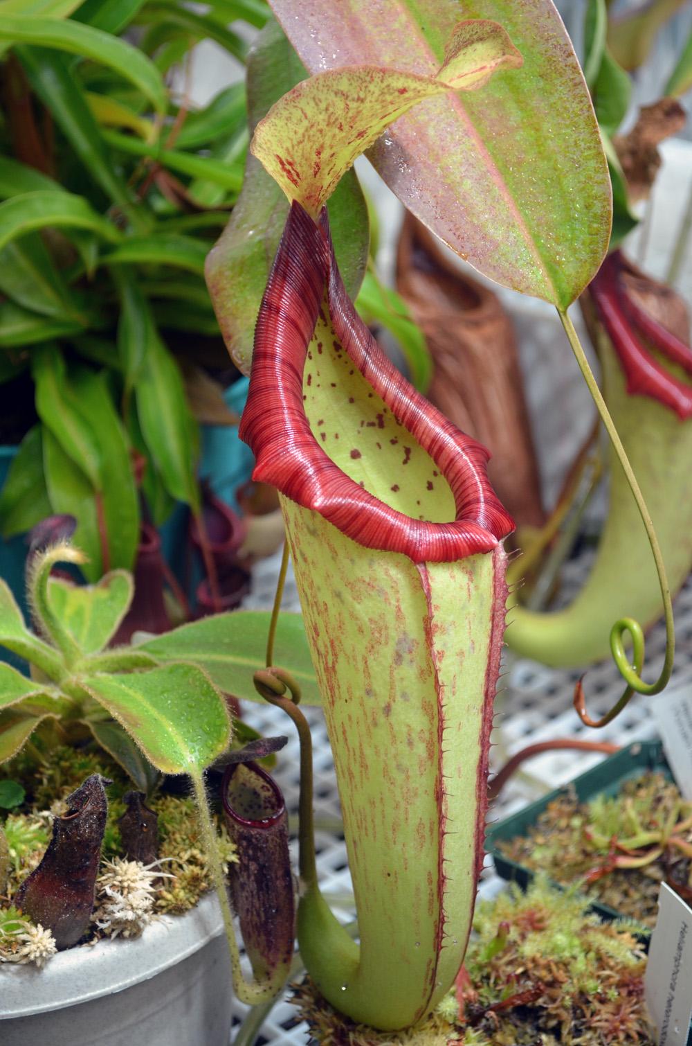 Nepenthes Miranda - View 1 from www redcrocus com