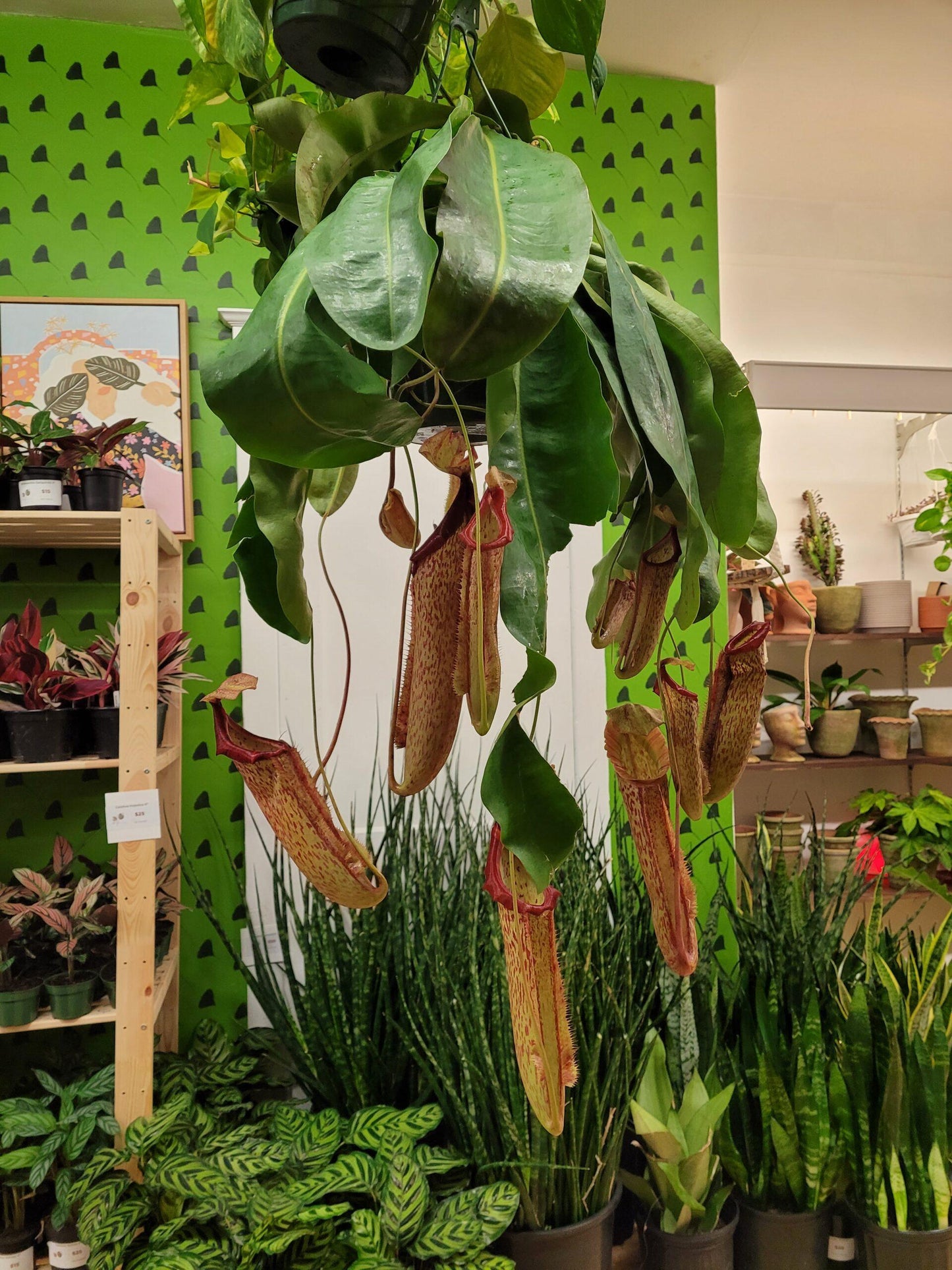 Nepenthes Miranda - View 2 from www redcrocus com