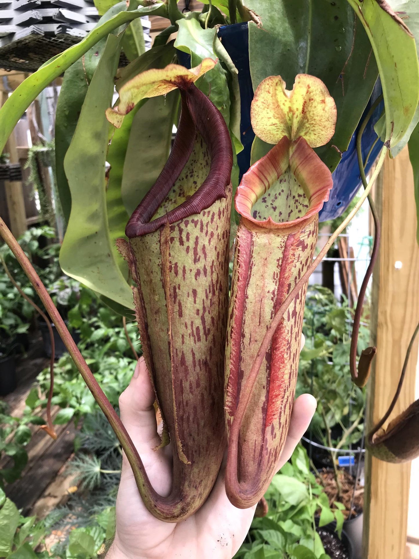Nepenthes Miranda - View 3 from www redcrocus com