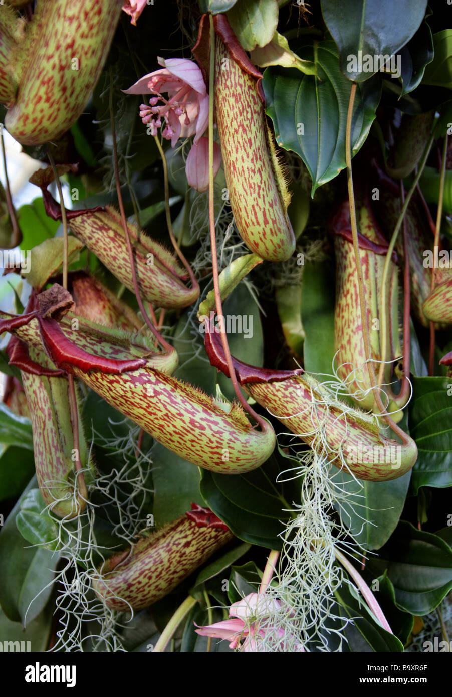 Nepenthes Miranda - View 4 from www redcrocus com