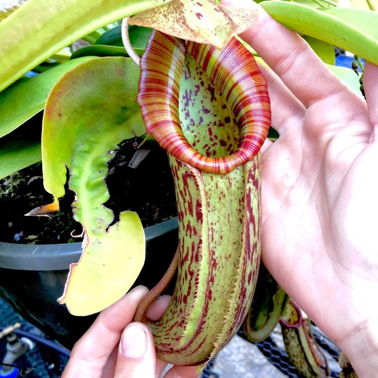 Nepenthes Miranda - View 7 from www redcrocus com