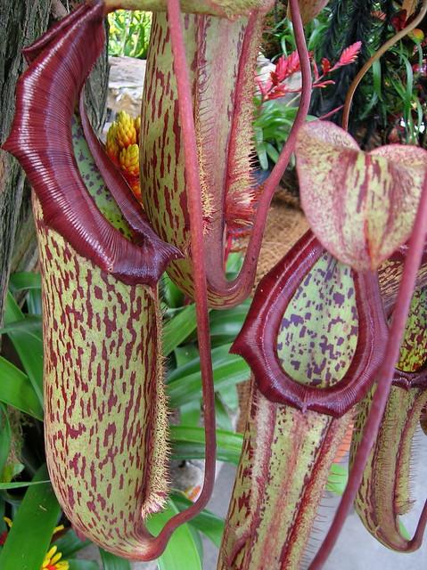 Nepenthes Miranda - View 8 from www redcrocus com
