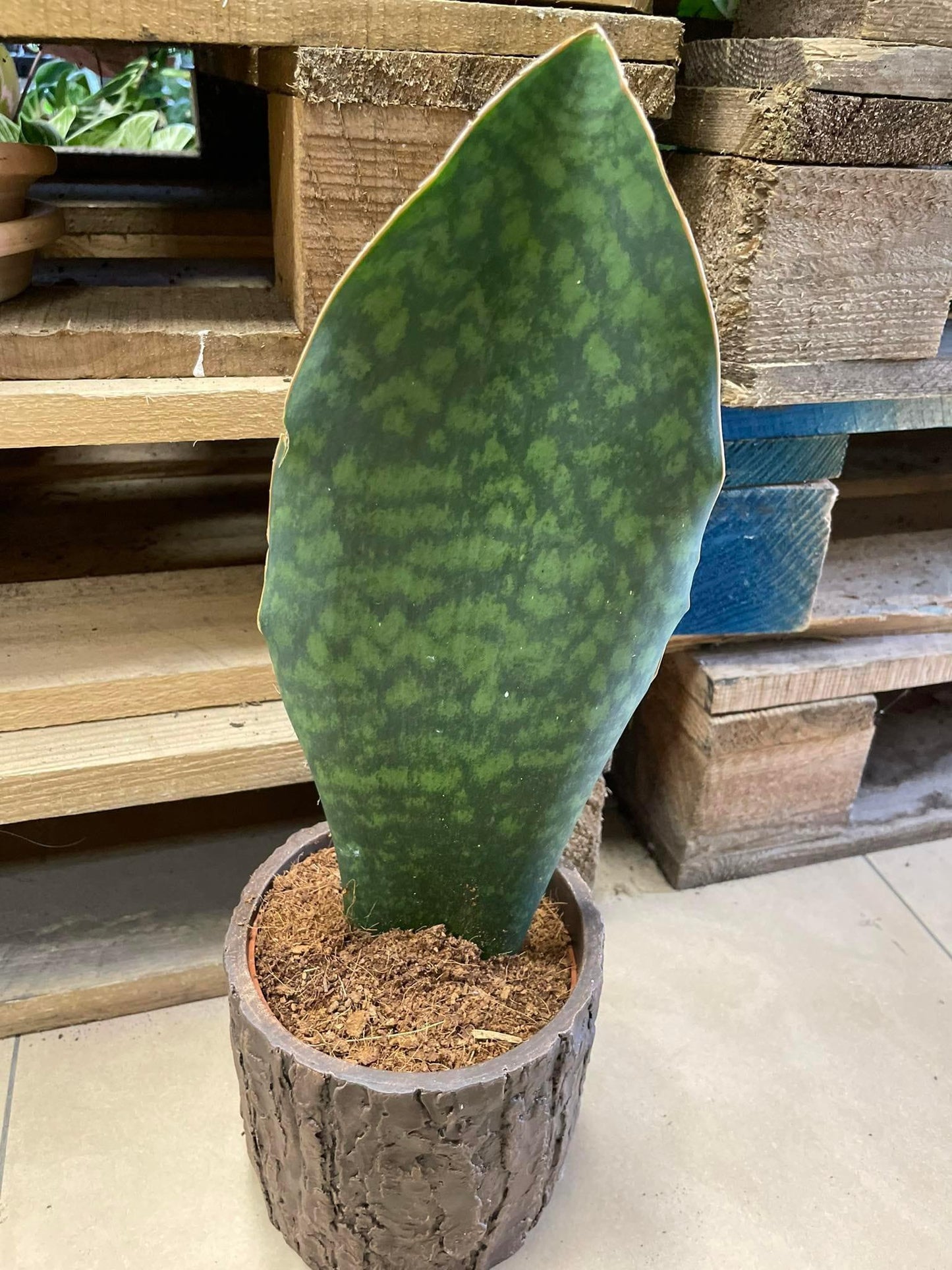 Sansevieria Masoniana - View 12 from www redcrocus com