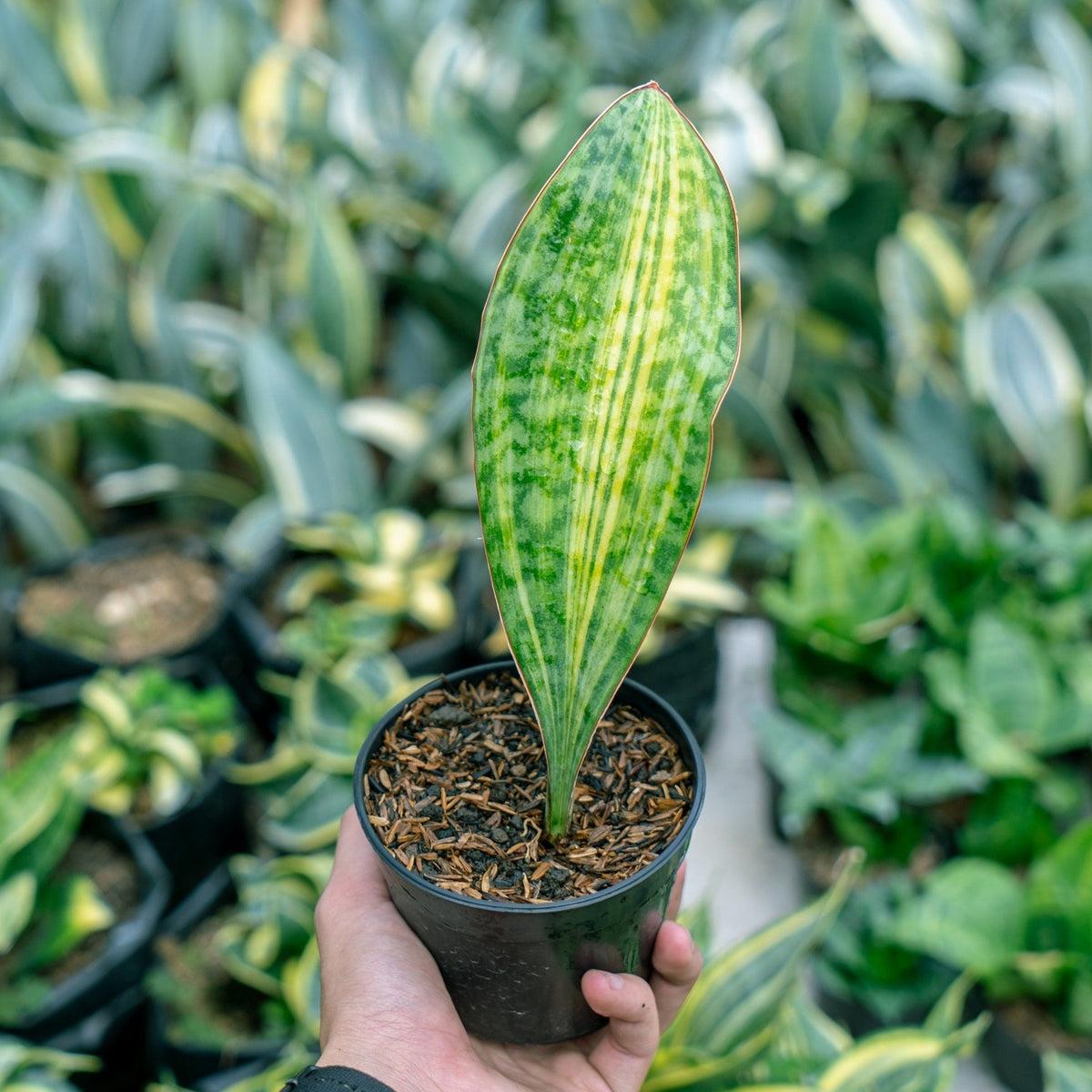 Sansevieria Masoniana - View 13 from www redcrocus com