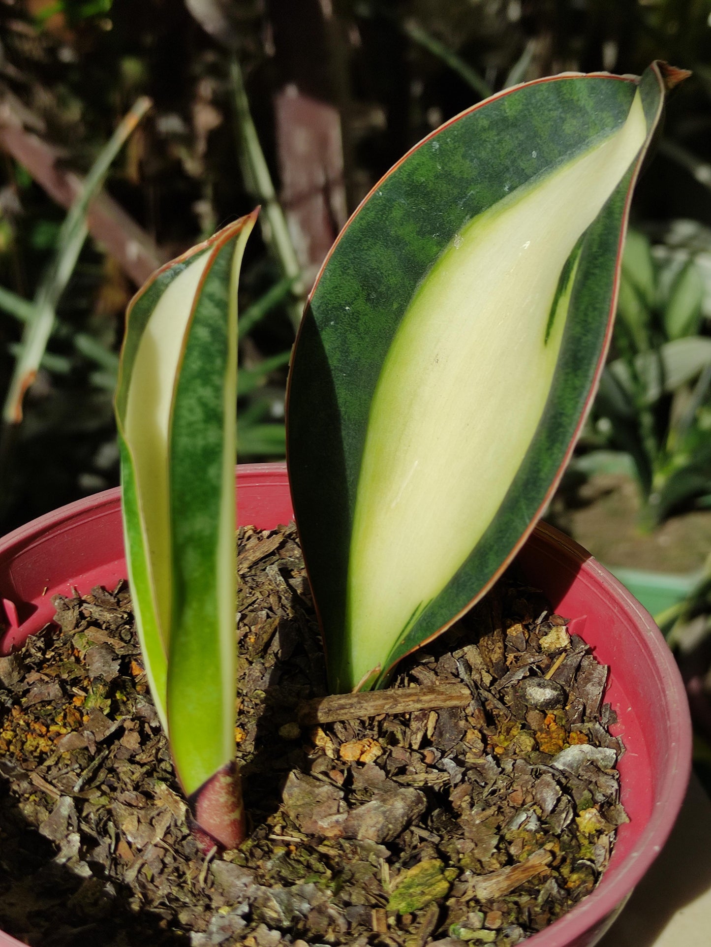 Sansevieria Masoniana - View 16 from www redcrocus com