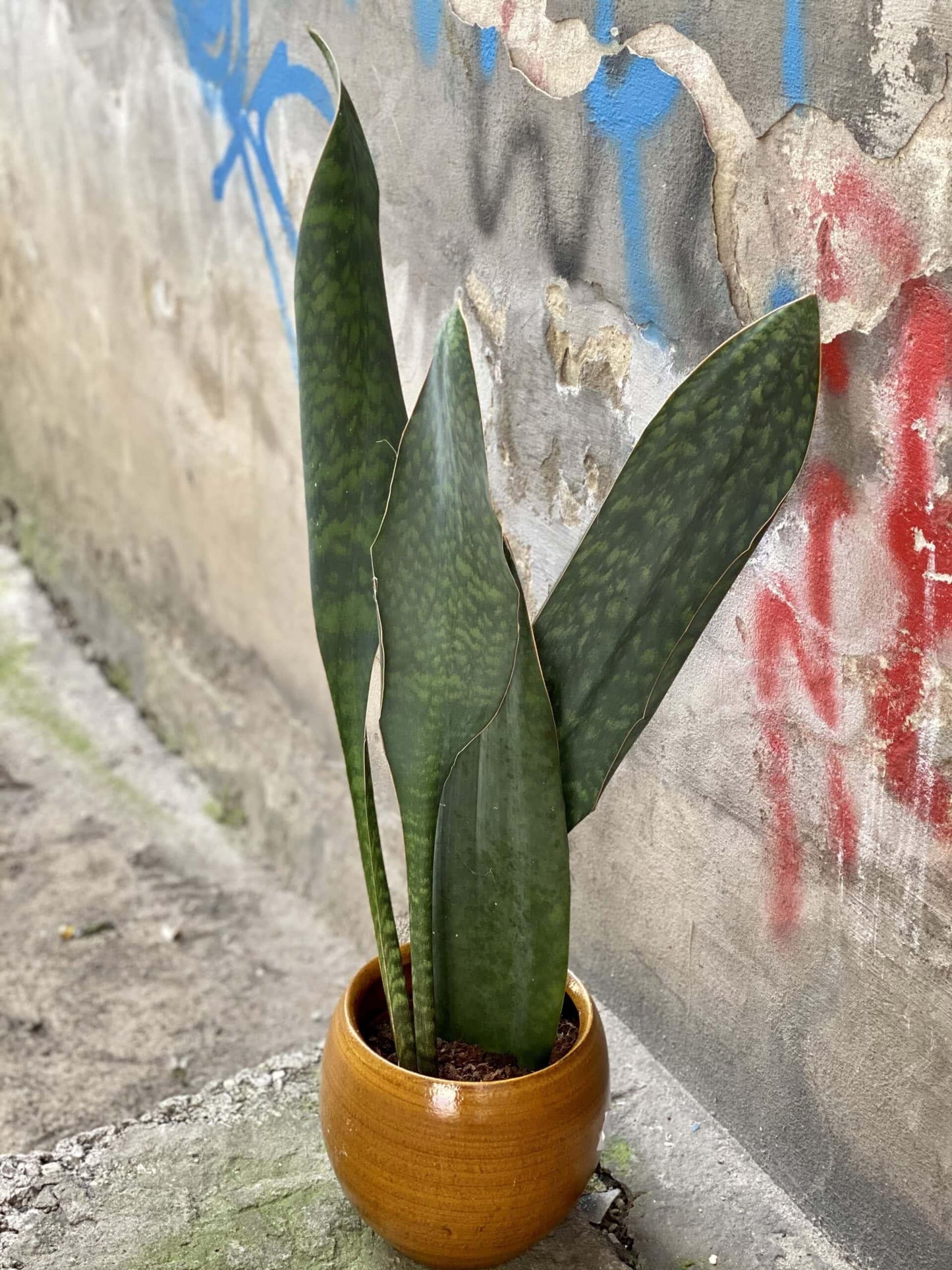 Sansevieria Masoniana - View 17 from www redcrocus com