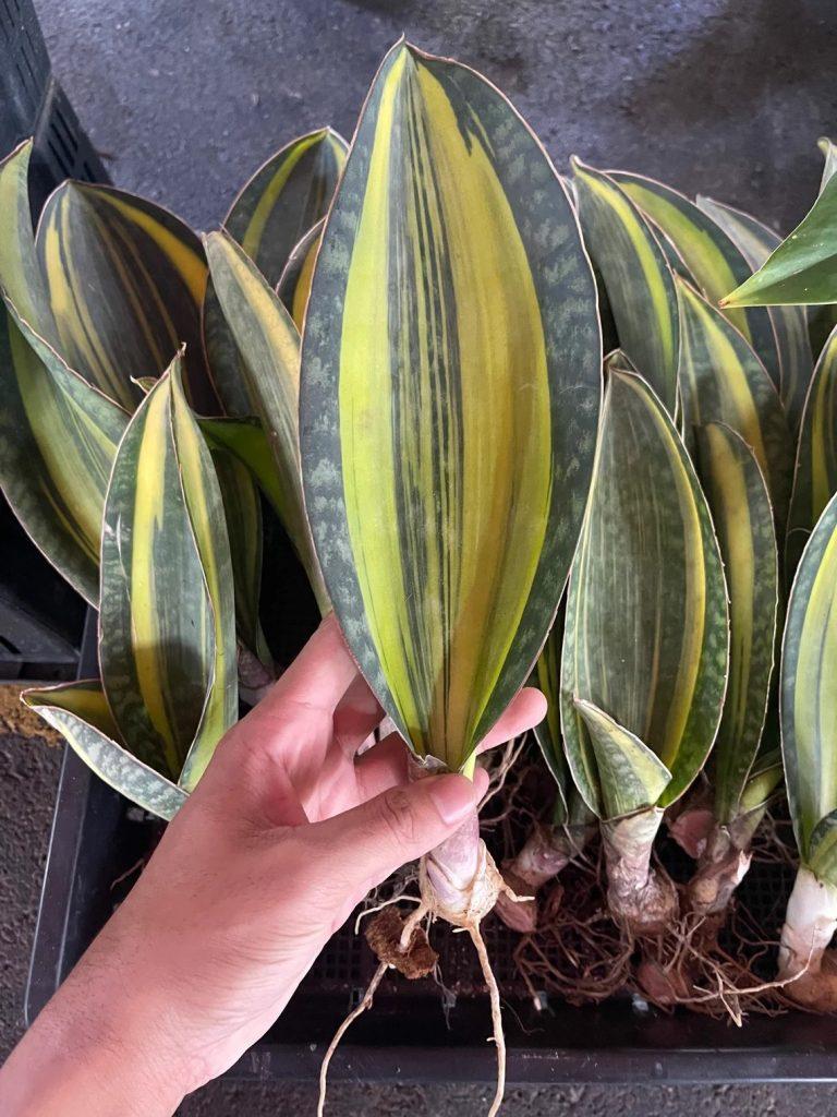 Sansevieria Masoniana - View 19 from www redcrocus com