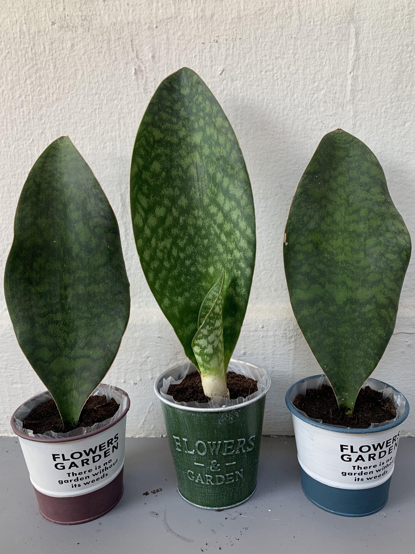 Sansevieria Masoniana - View 20 from www redcrocus com