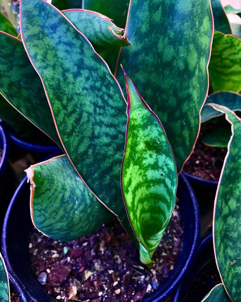 Sansevieria Masoniana - View 2 from www redcrocus com