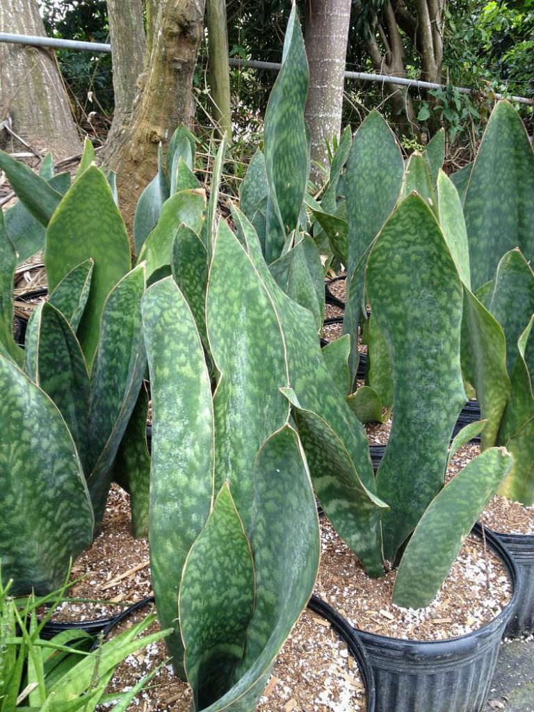 Sansevieria Masoniana - View 3 from www redcrocus com