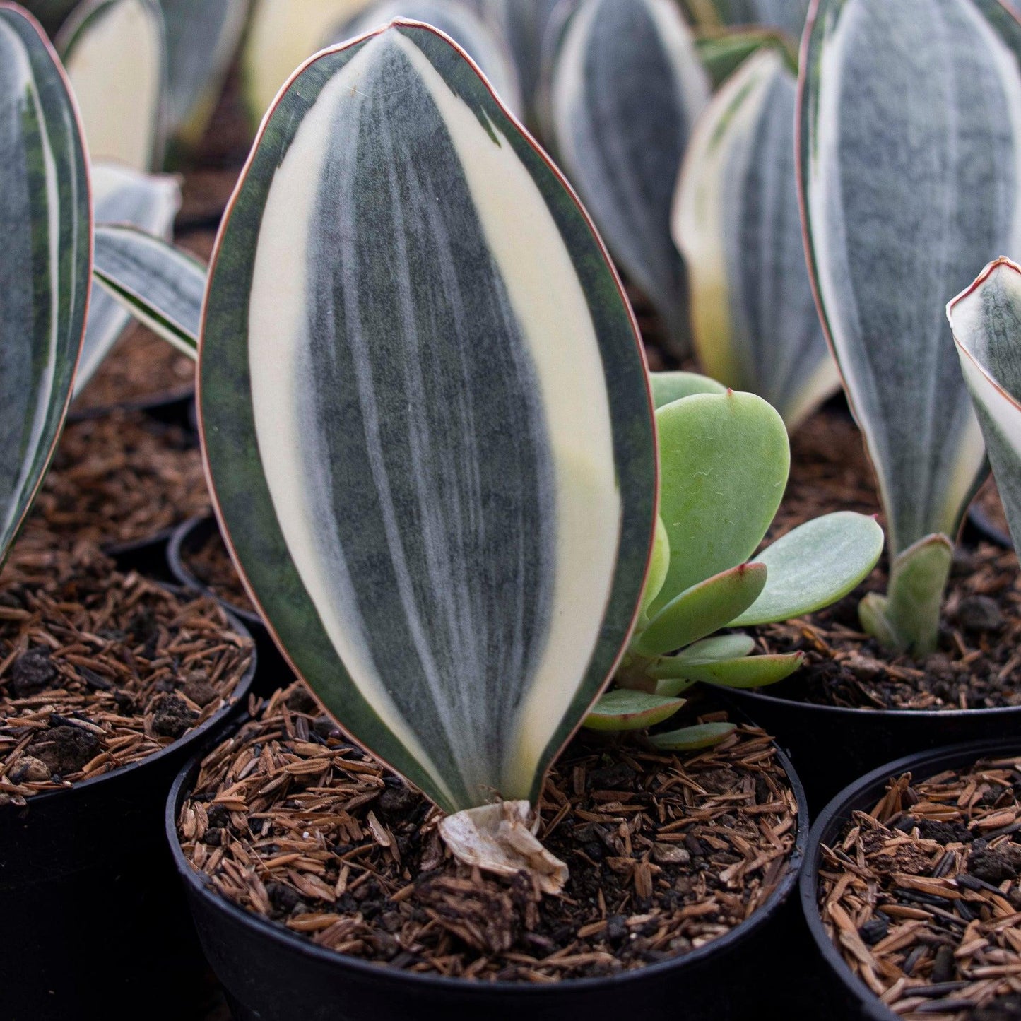 Sansevieria Masoniana - View 4 from www redcrocus com