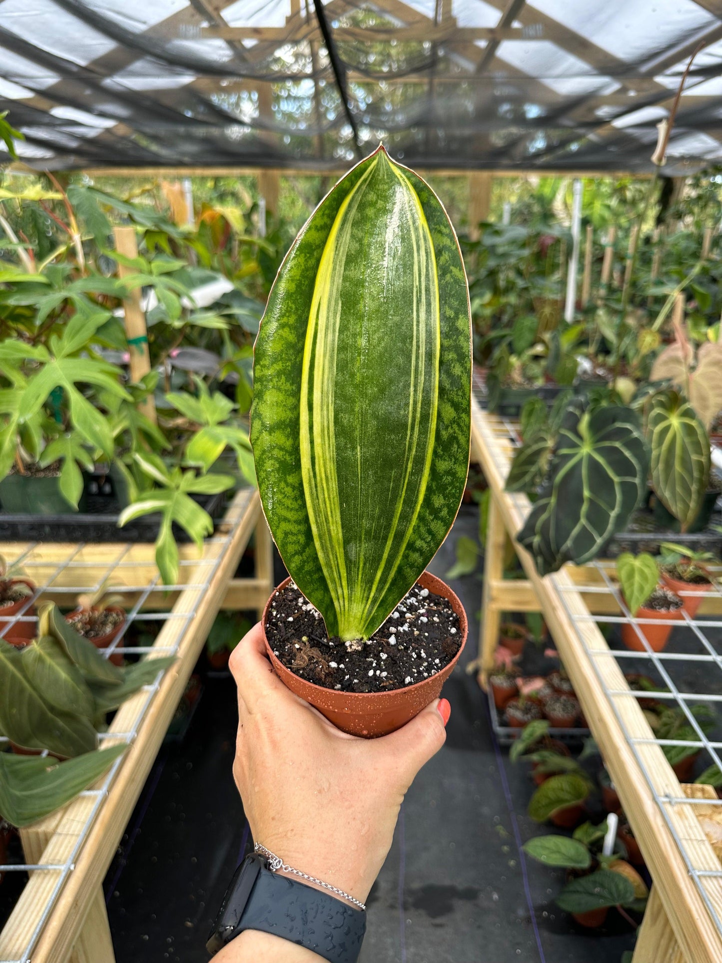 Sansevieria Masoniana - View 6 from www redcrocus com