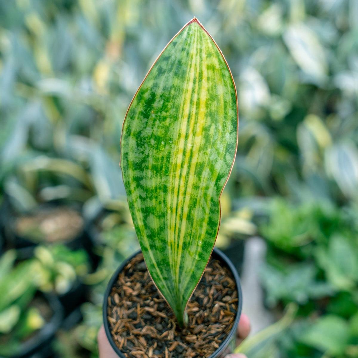 Sansevieria Masoniana - View 8 from www redcrocus com