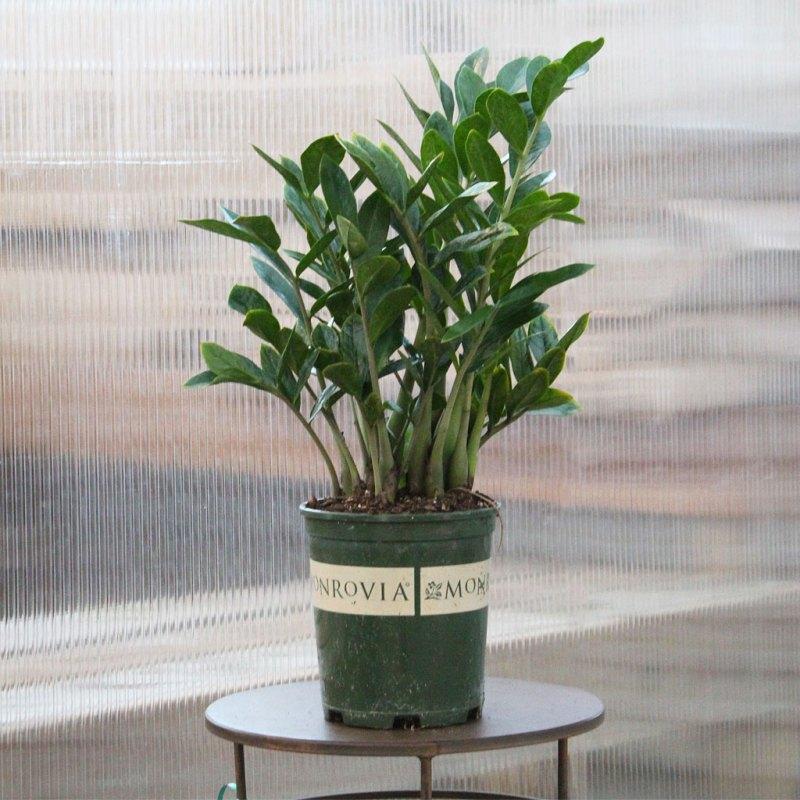 Zamioculcas Zamiifolia Lucky - View 10 from www redcrocus com