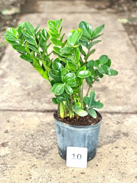 Zamioculcas Zamiifolia Lucky - View 11 from www redcrocus com