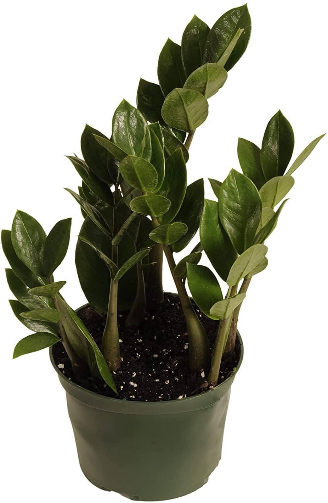 Zamioculcas Zamiifolia Lucky - View 12 from www redcrocus com