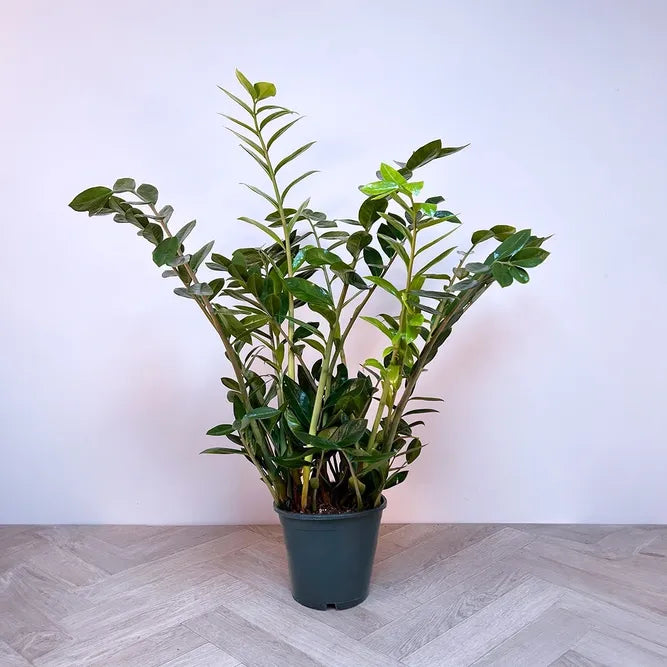 Zamioculcas Zamiifolia Lucky - View 13 from www redcrocus com