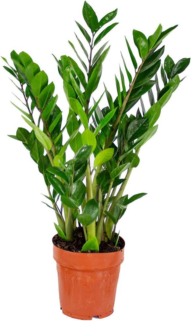 Zamioculcas Zamiifolia Lucky - View 13 from www redcrocus com