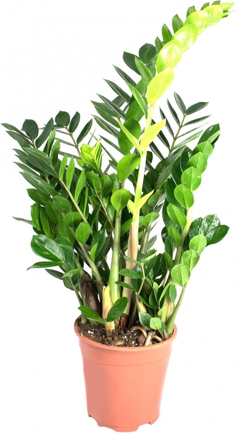 Zamioculcas Zamiifolia Lucky - View 15 from www redcrocus com