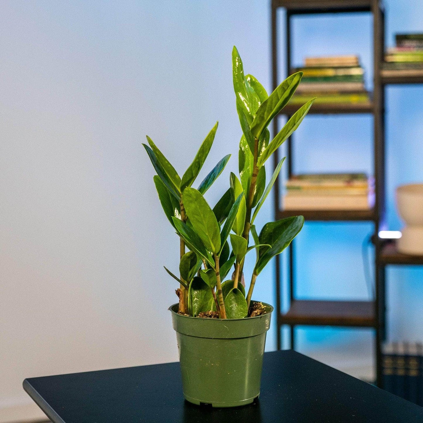 Zamioculcas Zamiifolia Lucky - View 1 from www redcrocus com