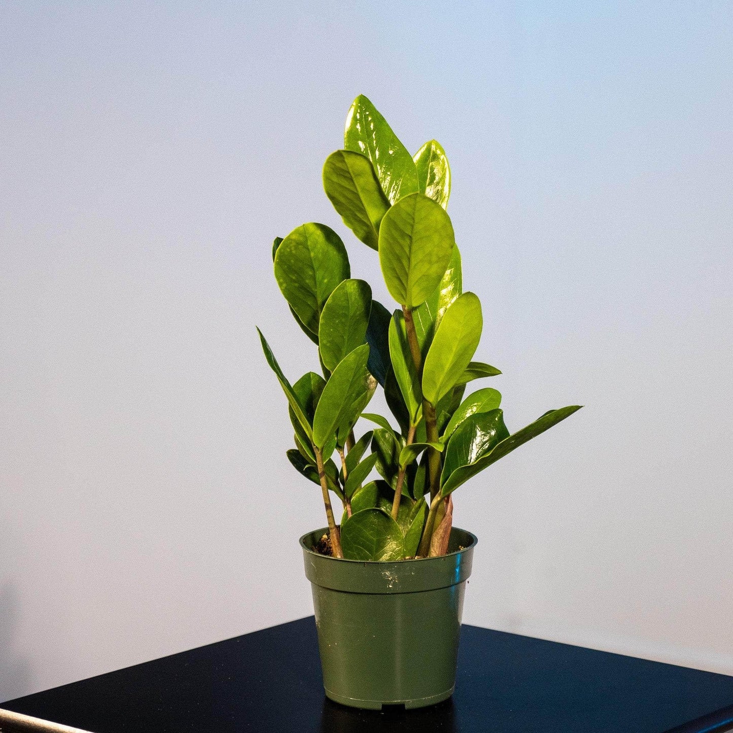 Zamioculcas Zamiifolia Lucky - View 2 from www redcrocus com