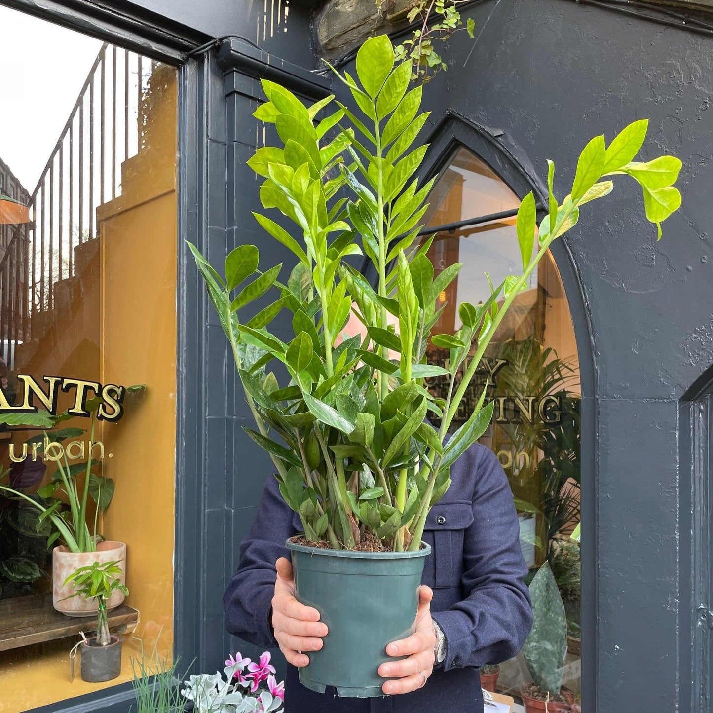Zamioculcas Zamiifolia Lucky - View 3 from www redcrocus com