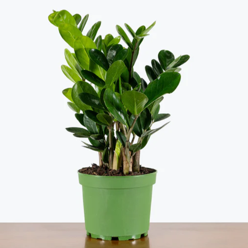 Zamioculcas Zamiifolia Lucky - View 3 from www redcrocus com