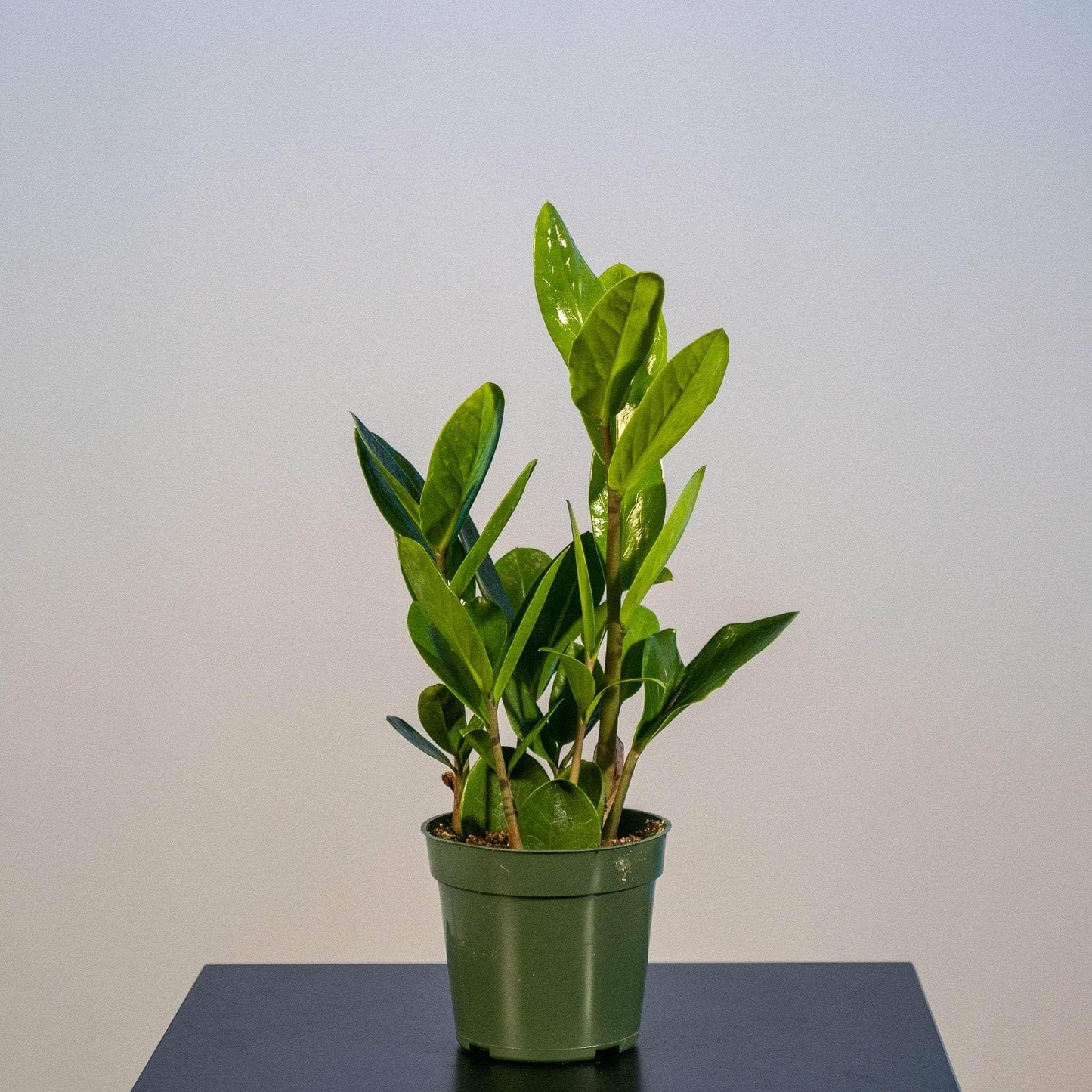 Zamioculcas Zamiifolia Lucky - View 4 from www redcrocus com