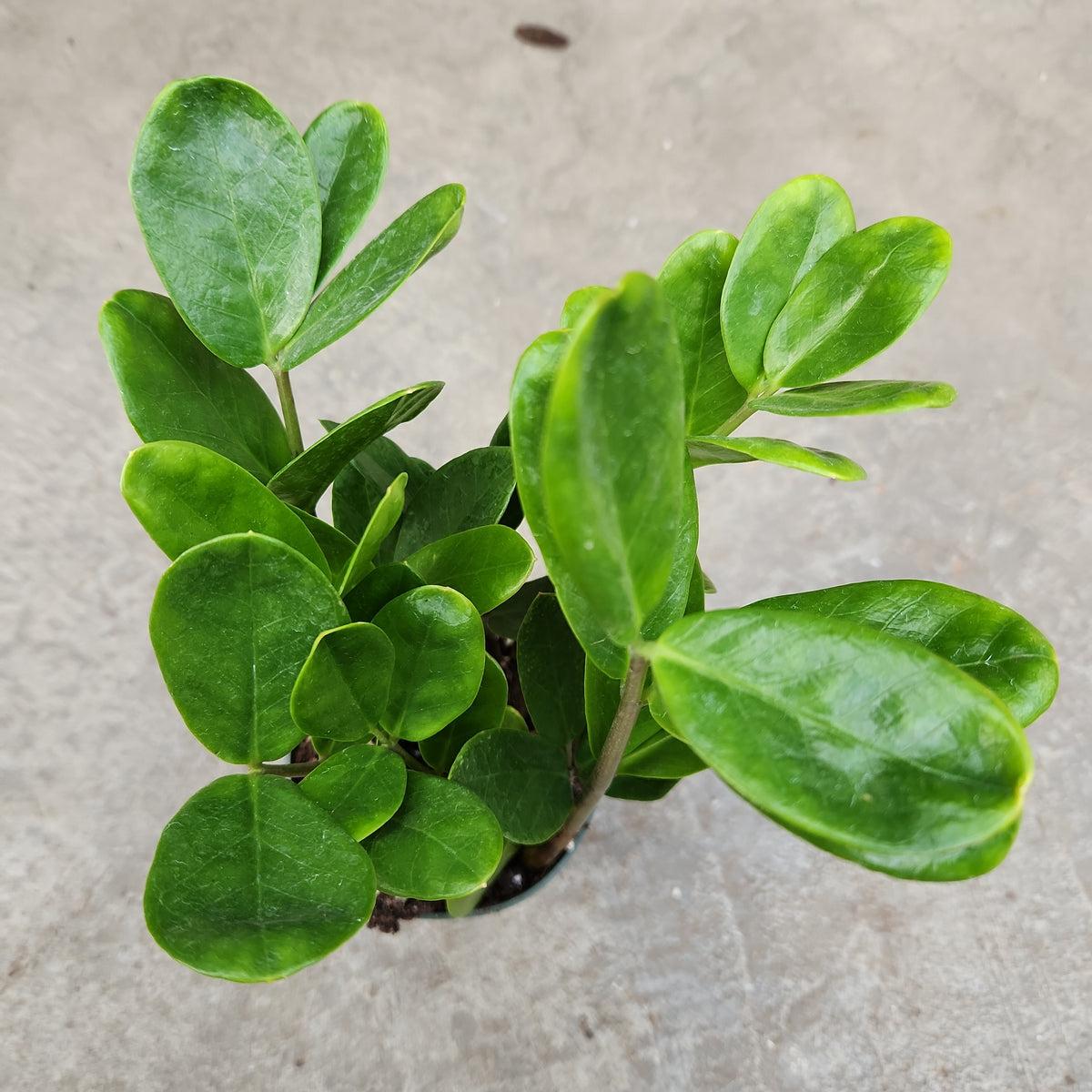 Zamioculcas Zamiifolia Lucky - View 5 from www redcrocus com