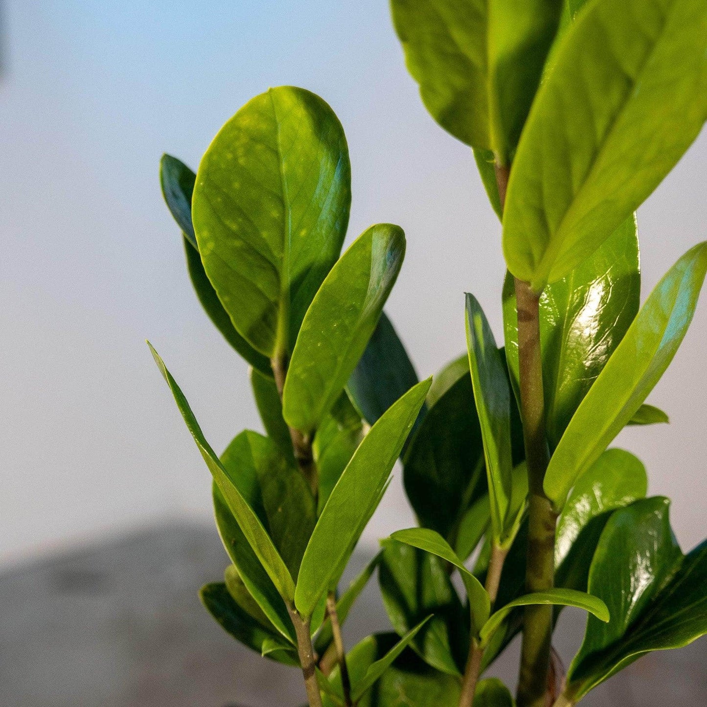 Zamioculcas Zamiifolia Lucky - View 6 from www redcrocus com