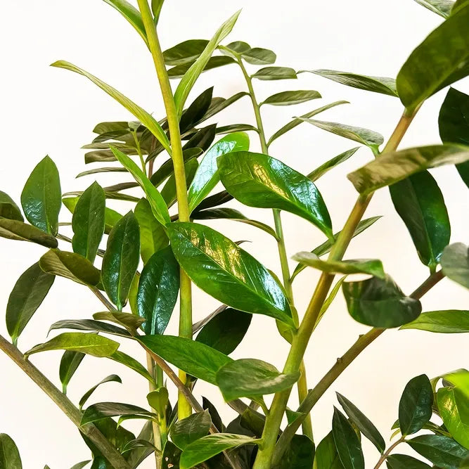 Zamioculcas Zamiifolia Lucky - View 6 from www redcrocus com