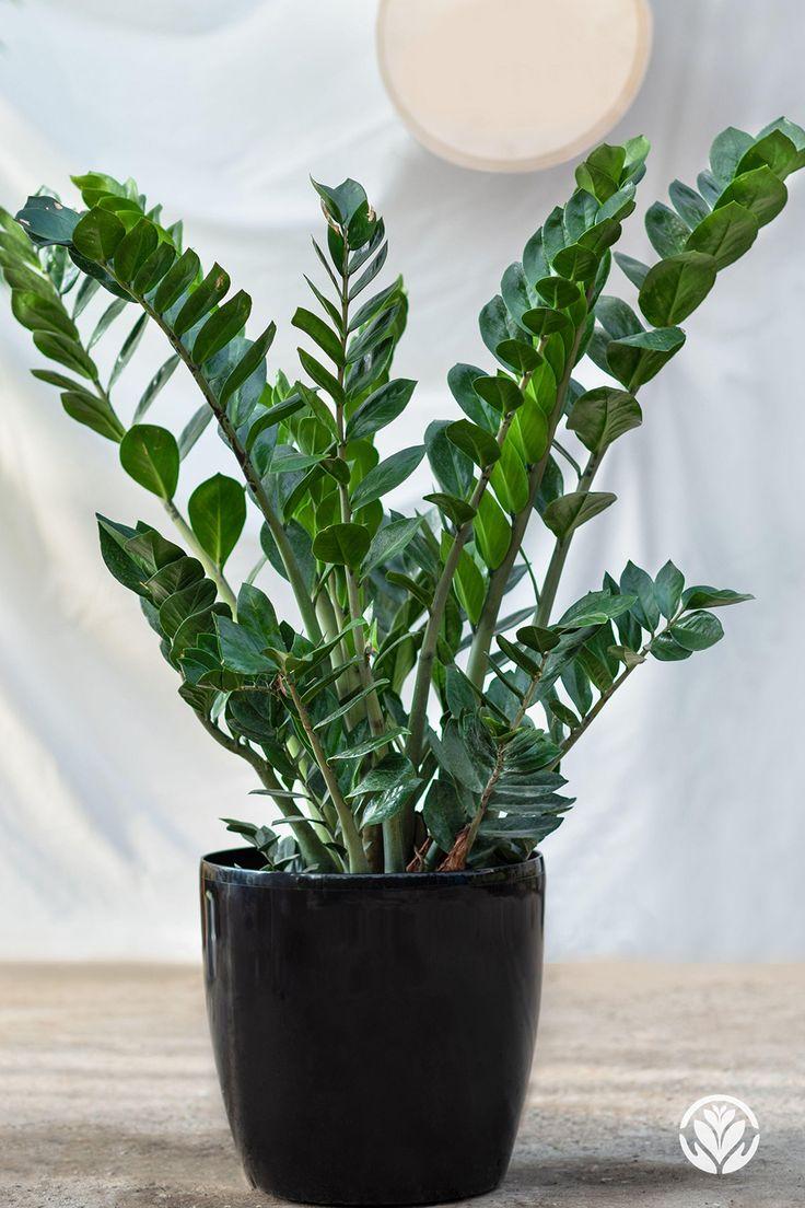 Zamioculcas Zamiifolia Lucky - View 8 from www redcrocus com