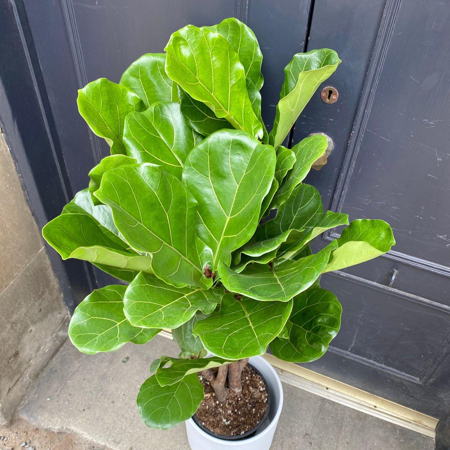 Ficus Lyrata Bambino - View 10 from www redcrocus com