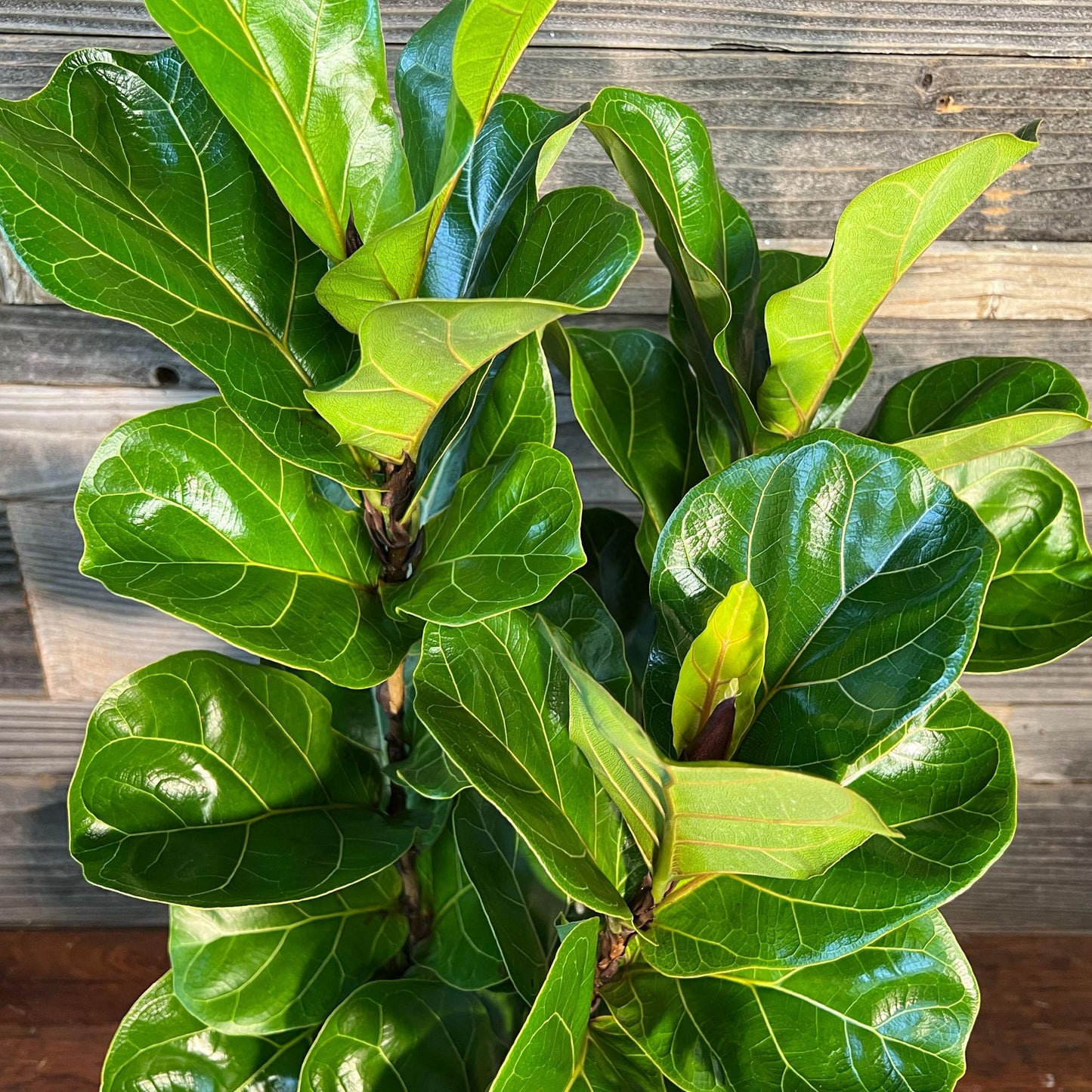 Ficus Lyrata Bambino - View 11 from www redcrocus com