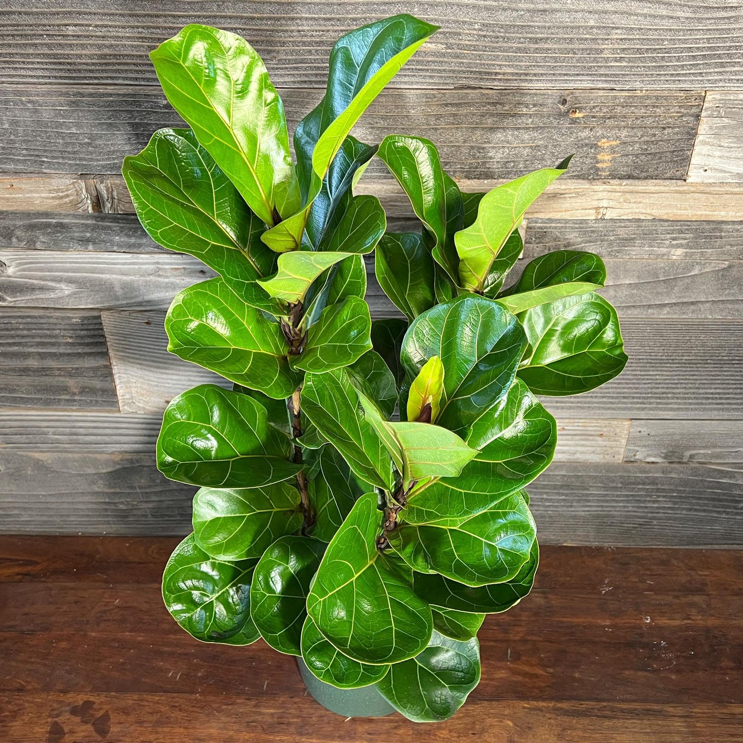 Ficus Lyrata Bambino - View 12 from www redcrocus com