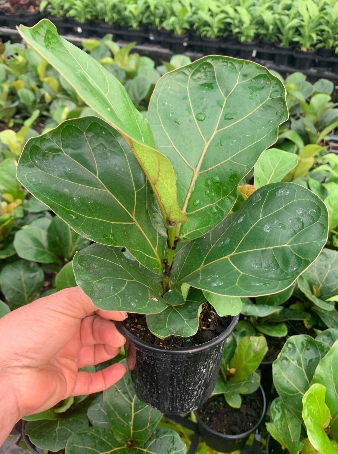 Ficus Lyrata Bambino - View 13 from www redcrocus com