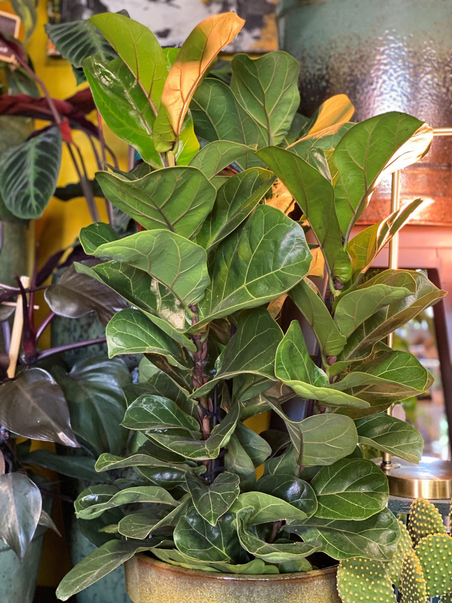 Ficus Lyrata Bambino - View 14 from www redcrocus com