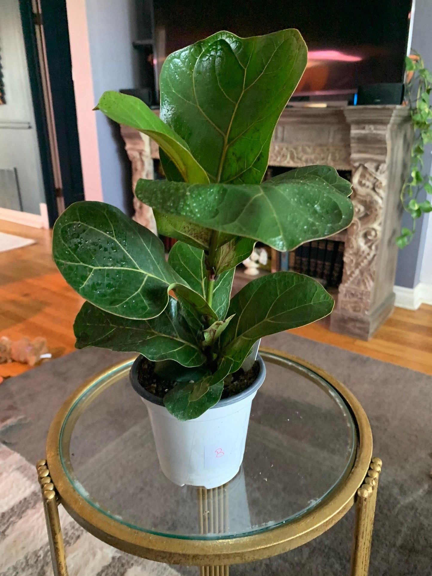 Ficus Lyrata Bambino - View 15 from www redcrocus com