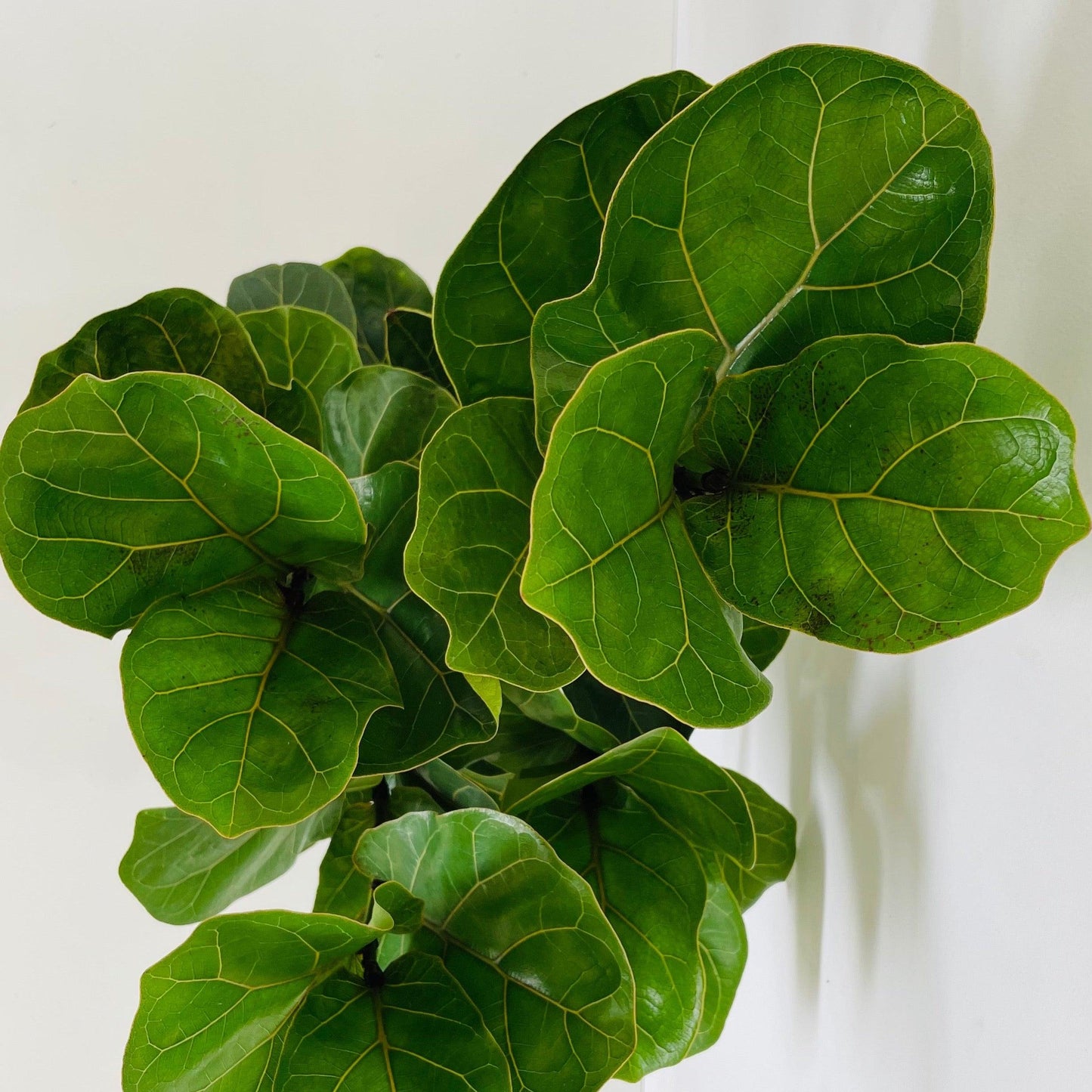 Ficus Lyrata Bambino - View 16 from www redcrocus com