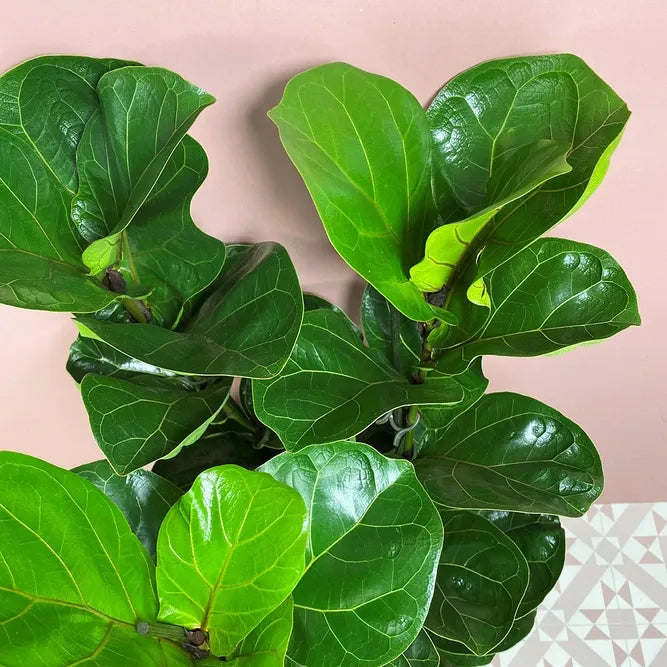Ficus Lyrata Bambino - View 16 from www redcrocus com