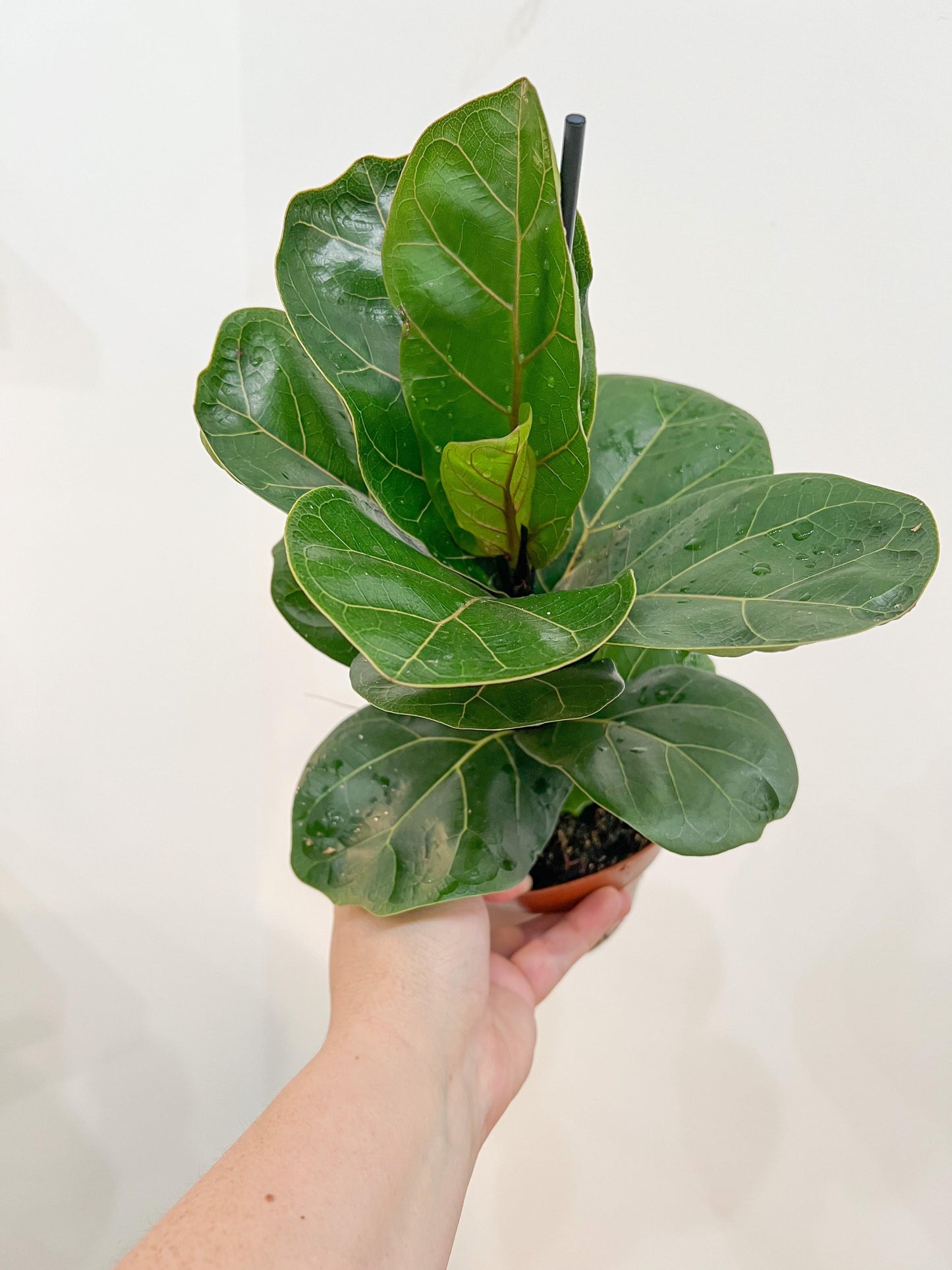 Ficus Lyrata Bambino - View 17 from www redcrocus com
